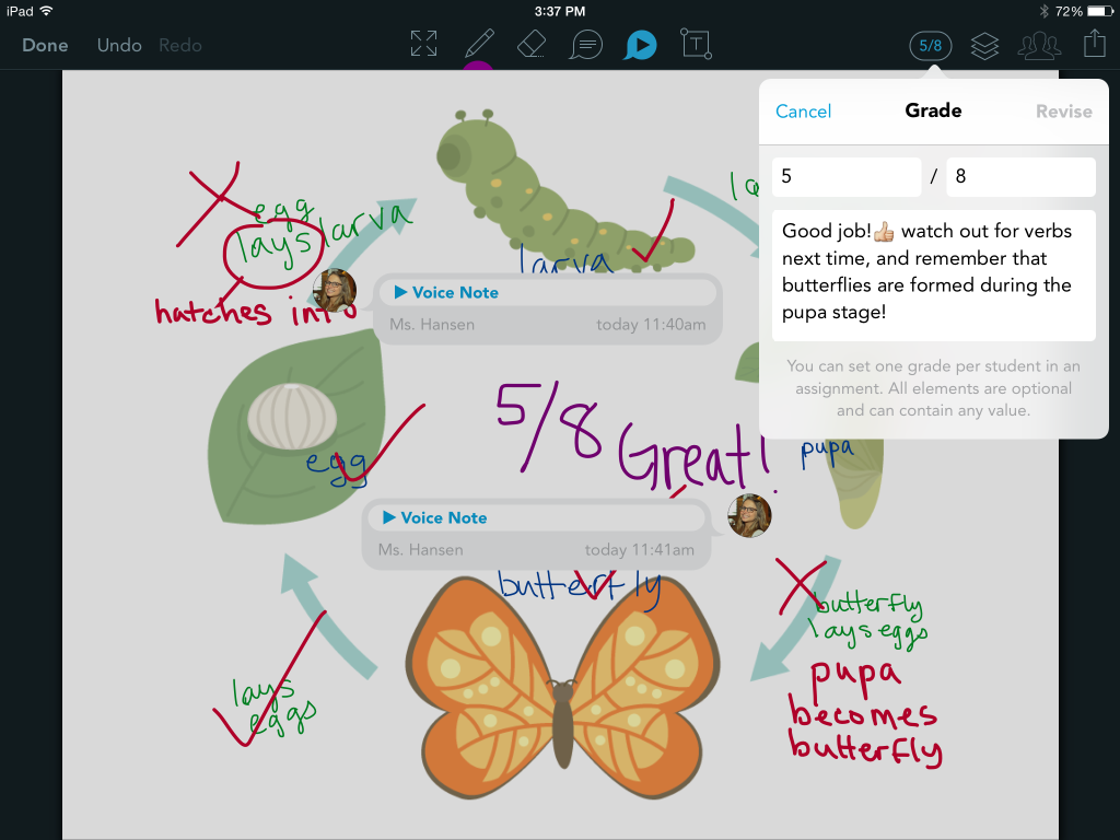 Butterfly Lifecycle